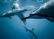 刚刚！特朗普，重大宣布